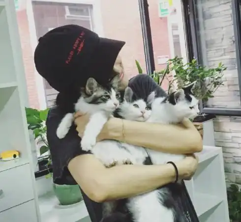 不可以对猫咪做的6件事,做了后悔莫及