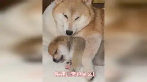 狗妈没看到我娃在睡觉,快走开,吵醒了你来带