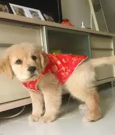 易车网潍坊郑州日产