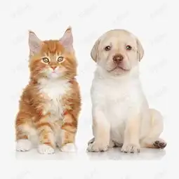 宠物猫咪与宠物狗素材图片免费下载高清装饰图案png千库网图片编号6299494