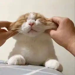 最近超火可爱猫咪头像你准备好了吗我要挠你了啊本喵超凶