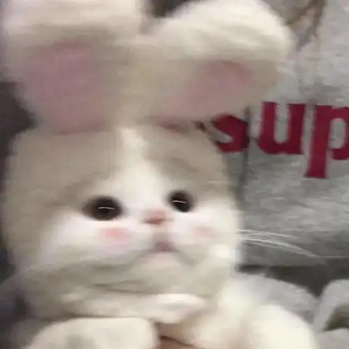 申请成为你的专属壁纸