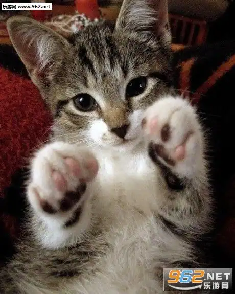 喵喵拳gif动图猫猫拳表情包下载乐游网游戏下载