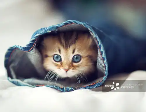 摄影图片