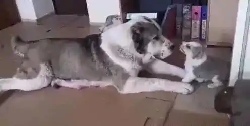 狗狗为了吃的六亲不认,连主人都敢咬,该怎么办