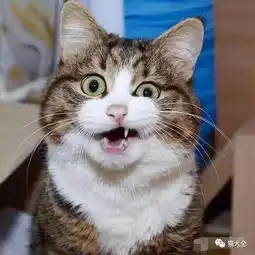 猫咪一年打一次疫苗你家主子可能白挨了很多针