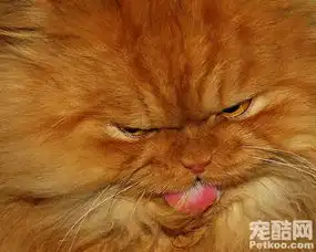 惊讶猫走红网络盘点这些年的网红喵星人