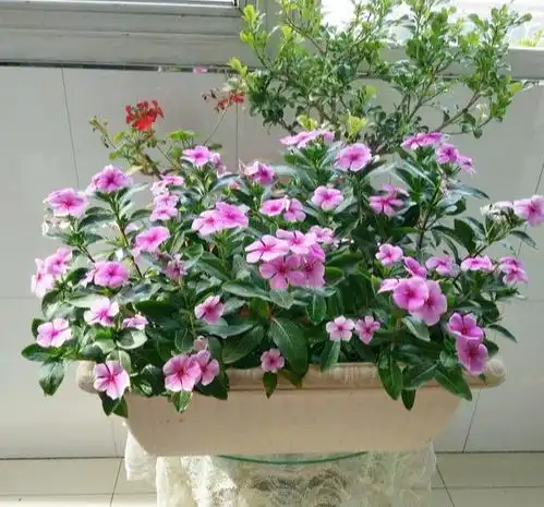 天天开花的长春花,冬天一到,死伤一片,新老更替,别担心