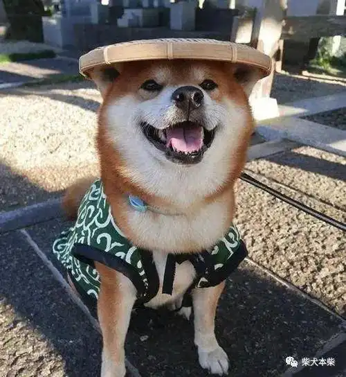 第一次养柴犬家里的环境准备好了吗