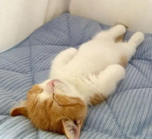 像宝宝一样躺着睡觉的小猫你见过吗网友给我来10只