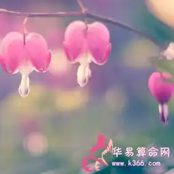 白羊座的代表动物