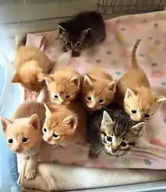2只母猫好朋友先后产下共8只小猫,还轮流照顾小猫,超温馨...
