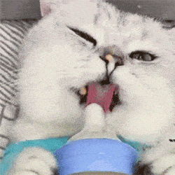 合集猫猫动态表情包