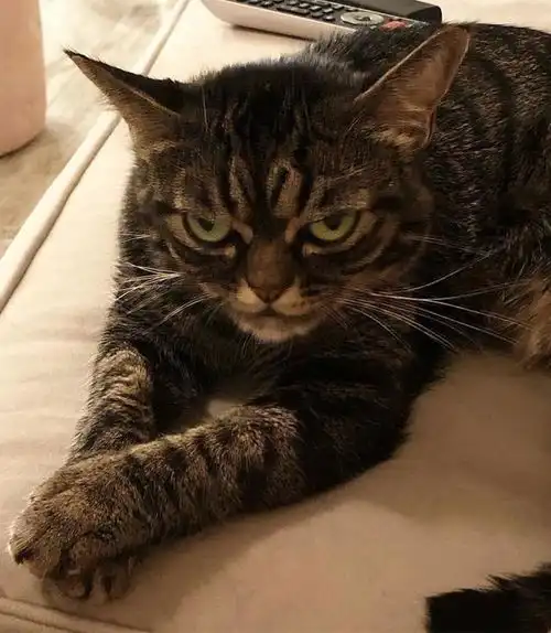 别的猫咪是臭脸,这只猫咪是暴怒但实际上是个小可爱