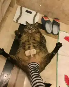 家里猫咪生了一窝,送给闺蜜一只,一年后再见笑喷了这是个啥