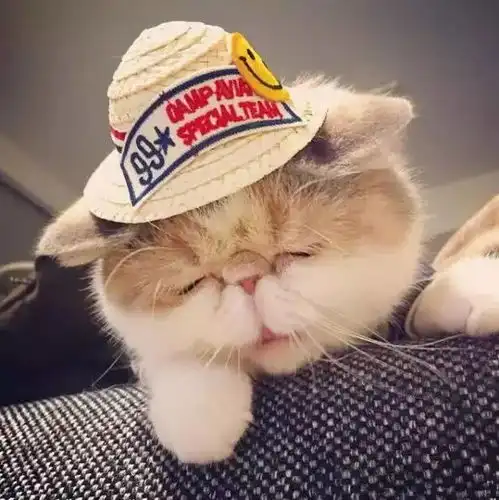 表情一只永远都睡不醒的小猫,这表情看着就想笑表情
