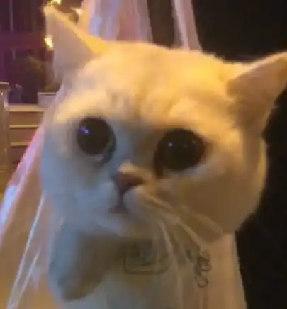 把猫咪托付给闺蜜,去接猫时低头一看,差点笑晕过去