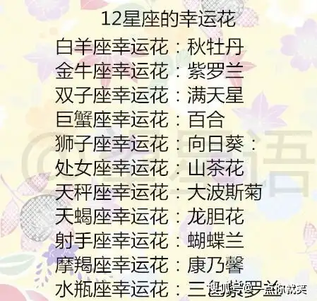 12星座你有多少剩女隐患12星座的幸运花