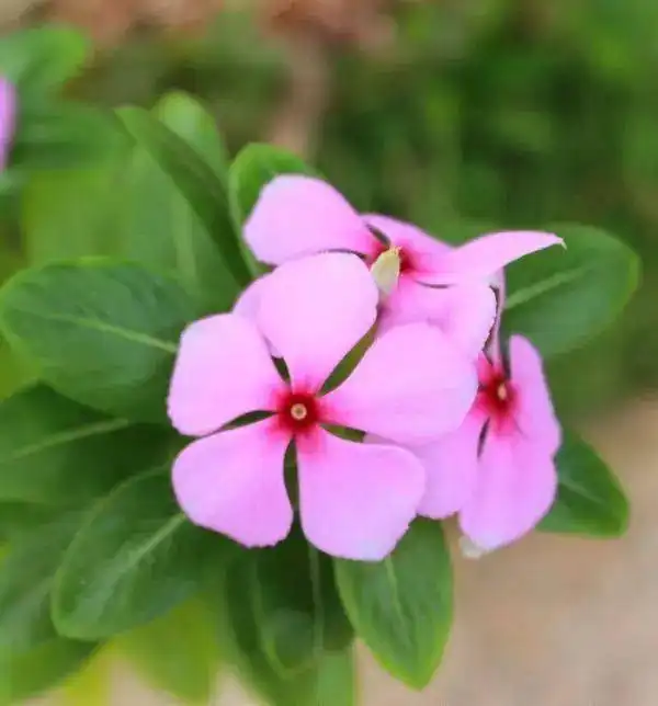 长春花