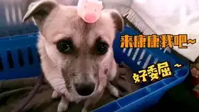 有关狗狗的高清无版权视频