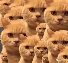 惊你表情包里这些猫的原型来了,快看你认识几个