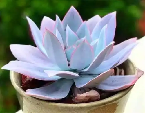 最有仙气的巨无霸多肉广寒宫,养护学会3要点,蓝粉绚烂仙气足