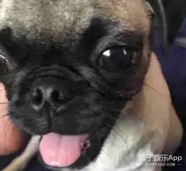 原本不喜欢狗狗的爸爸,却在狗狗手术后主动要求和狗狗一起睡
