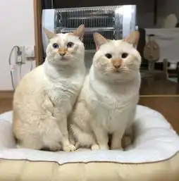 这两只猫一看就是一个娘生的,就是长相有点...
