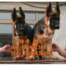 德国牧羊幼犬不纯种可全额退款-黄页88网