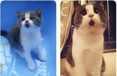 说出来你可能不信,我的猫和我撞脸啦,长得一模一样