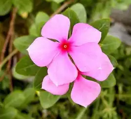 长春花搜狗百科