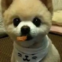 一人一动物的头像女生微信头像图片大全