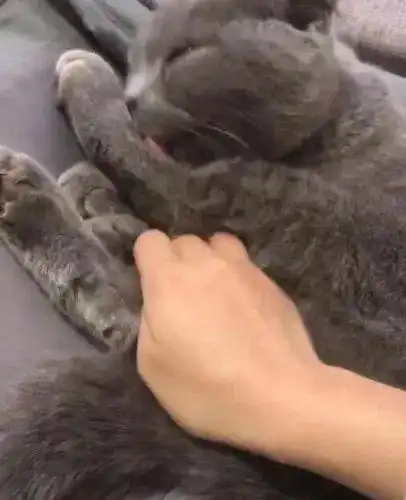 蓝猫正在舔猫掌,主人将手伸进去取暖,喵主子的表情萌翻了