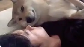 二哈被手机砸到脸表情亮了