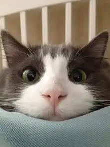 求一张猫咪的高清图就是图中那个头像