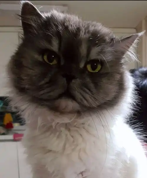 忍不住想要吐槽男朋友家的猫哈哈哈好想和它做朋友