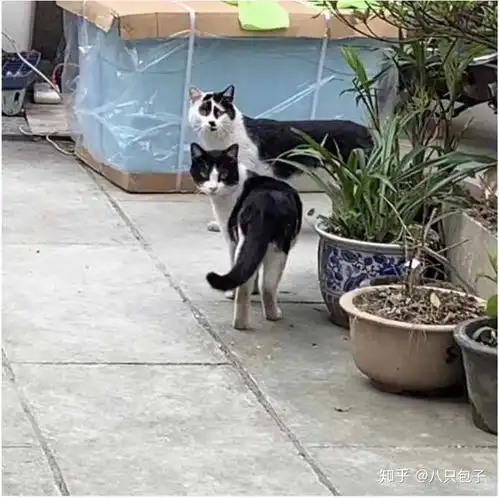 你见过最丑的猫丑到什么程度了