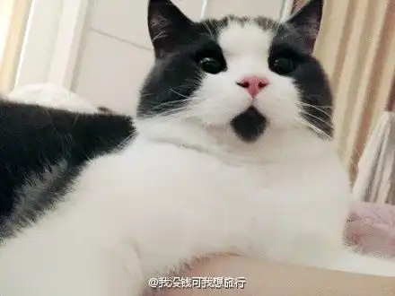 猫因为嘴下有一块黑色的毛显得表情很吃惊,被称为omg猫