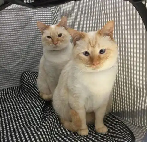 这两只猫一看就是一个娘生的,就是长相有点...