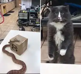 加拿大宠物猫首次见蛇反应呆萌现魔性表情