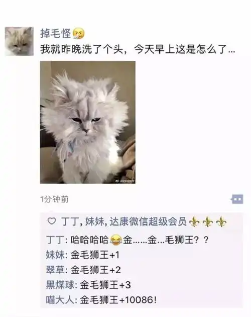 猫咪的朋友圈原来是这样的,这猫咪塑料姐妹情,我真的笑了