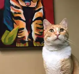撸猫,耽误了我的学习图书馆的那些网红猫们