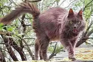 闺蜜说小区有一只蓝猫可以收养,看到它的那一刻,真的不敢收养