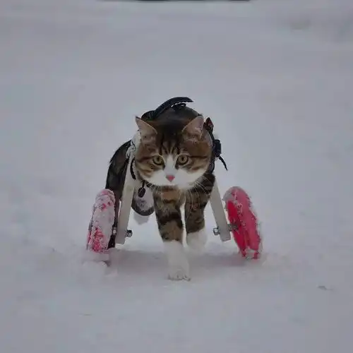 ins百万粉猫星人,靠两条腿把喵生活成表情帝