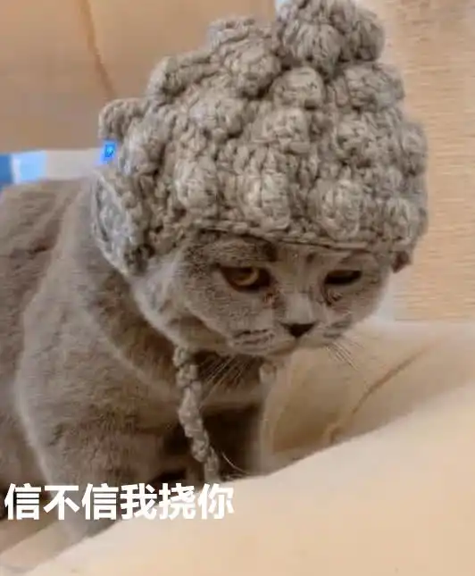 网友到闺蜜家做客,看到闺蜜家的猫,赶紧说了声阿弥陀佛