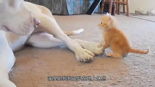 小猫个头比妈妈都大,非要和妈妈一起睡,母猫表情太搞笑1