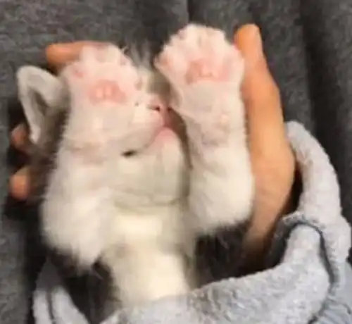 猫咪刚出生时我不愿买,两个月后求着朋友卖给我,就算高价也行