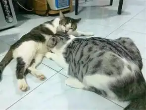 狗妈表情包睡觉猫咪