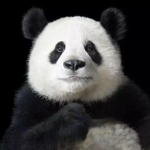 耗时2年,他拍下180多个濒危野生动物这可能是它们生前最后一张照片
