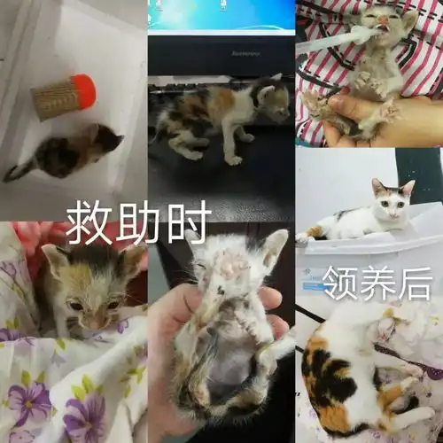 喵小喵致领养申请人的一封信